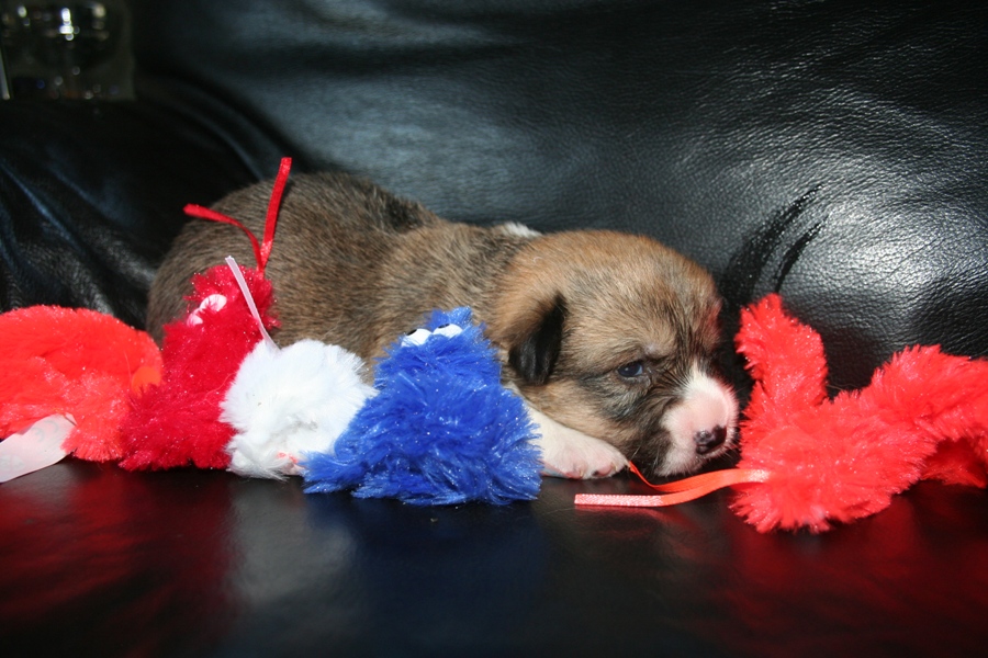 Puppies
